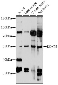 DDX25 Antibody
