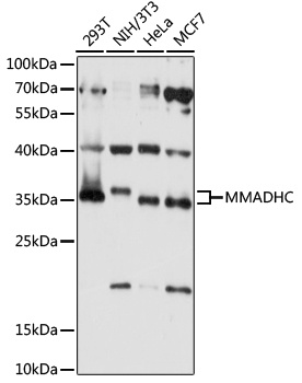 MMADHC Antibody