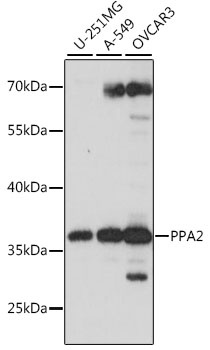 PPA2 Antibody