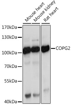 COPG2 Antibody