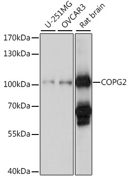 COPG2 Antibody