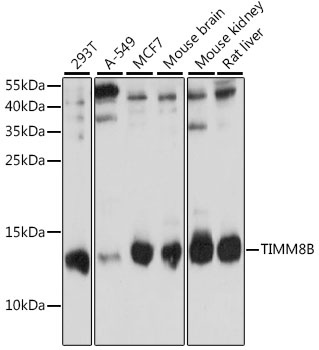 TIMM8B Antibody