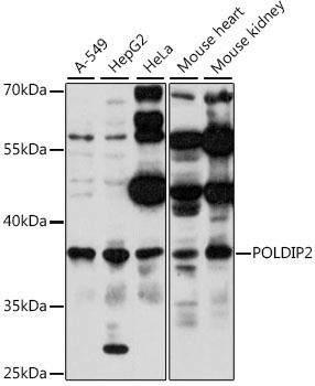 POLDIP2 Antibody