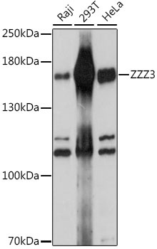 ZZZ3 Antibody