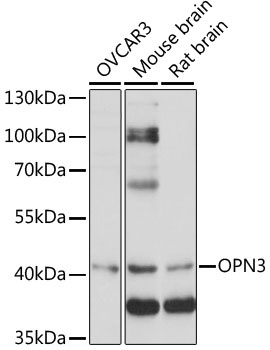 OPN3 Antibody