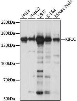 KIF1C Antibody