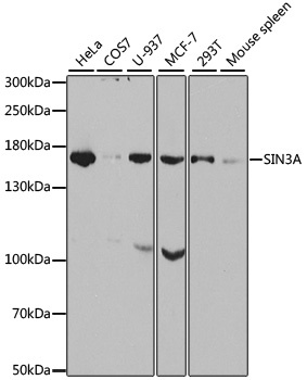 SIN3A Antibody