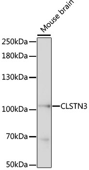 CLSTN3 Antibody