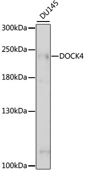 DOCK4 Antibody