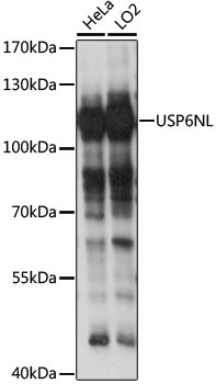 USP6NL Antibody