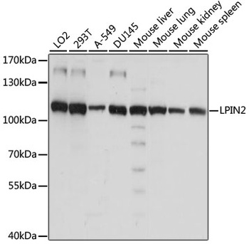 LPIN2 Antibody