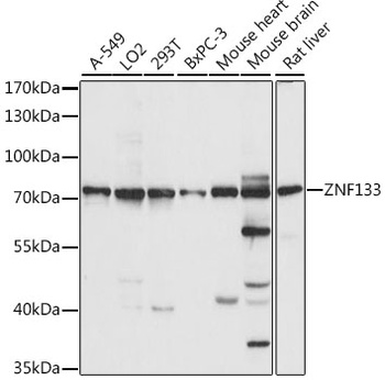 ZNF133 Antibody
