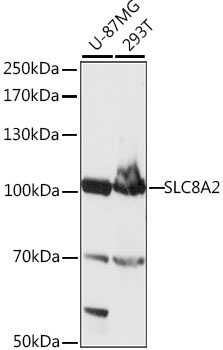 SLC8A2 Antibody