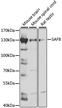 SAFB Antibody