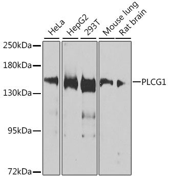 PLCG1 Antibody