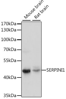 SERPINI1 Antibody