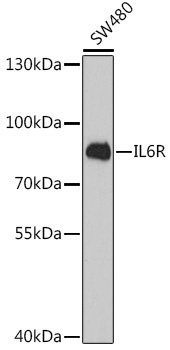 IL6R Antibody