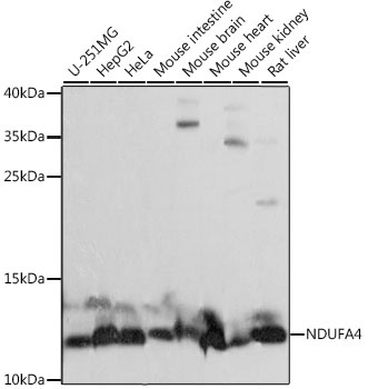 NDUFA4 Antibody