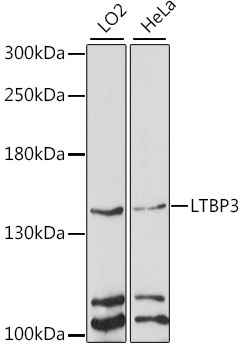 LTBP3 Antibody