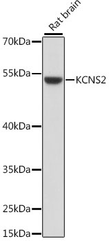 KCNS2 Antibody