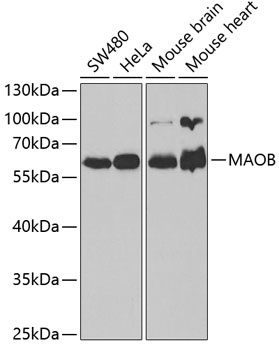 MAOB Antibody
