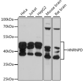 HNRNPD Antibody