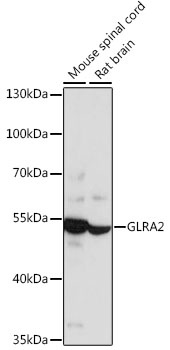 GLRA2 Antibody
