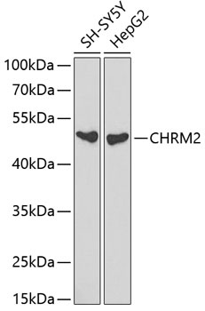 CHRM2 Antibody