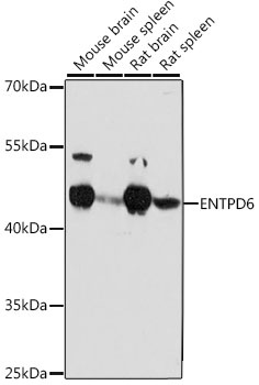 ENTPD6 Antibody