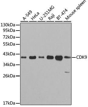 CDK9 Antibody