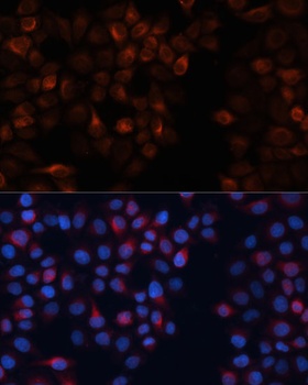 CANX Antibody