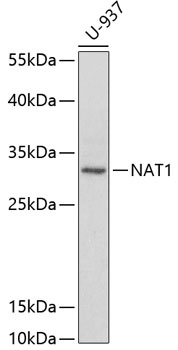 NAT1 Antibody
