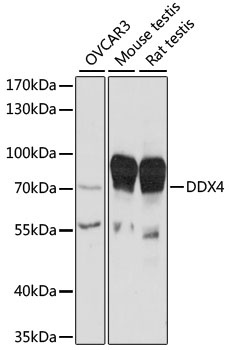 DDX4 Antibody