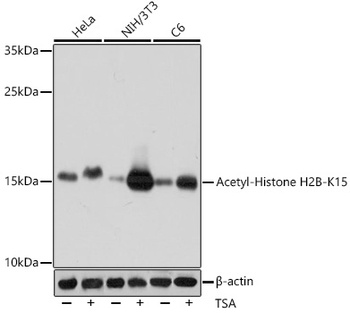 H2B K15ac Antibody