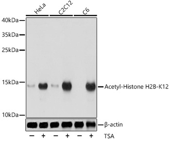 Acetyl-Histone H2B-K12 pAb