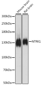NTRK1 Antibody