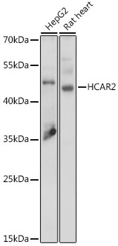 HCAR2 Antibody