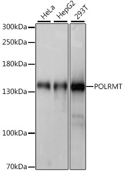 POLRMT Antibody