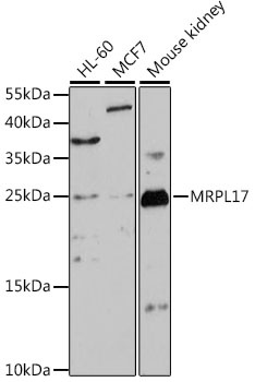 MRPL17 Antibody