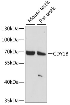 CDY1B Antibody