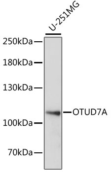 OTUD7A Antibody