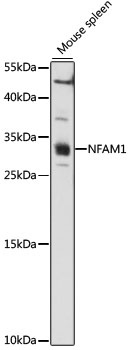 NFAM1 Antibody
