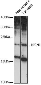NICN1 Antibody