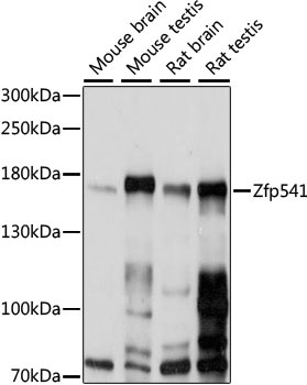 ZNF541 Antibody
