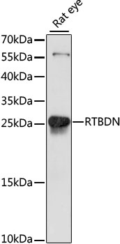 RTBDN Antibody