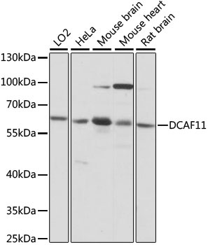 DCAF11 Antibody