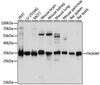 FN3KRP Antibody