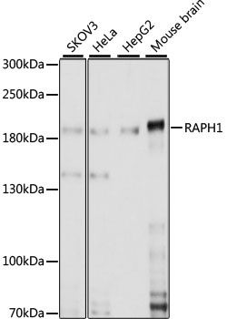 RAPH1 Antibody