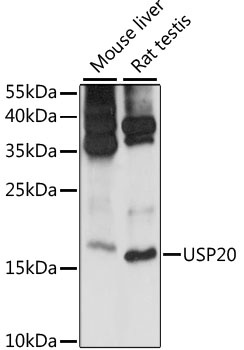 MRPS14 Antibody