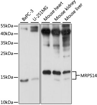 MRPS14 Antibody